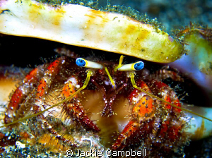 Eye contact.
Ole Blue eyes, hermit crab
Canon s90, dual... by Jackie Campbell 